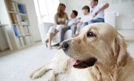 Are Your Carpet Cleaners Poisoning Your Pets?