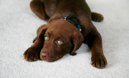 Surefire Tips for Getting Pet Stains Out of Carpet